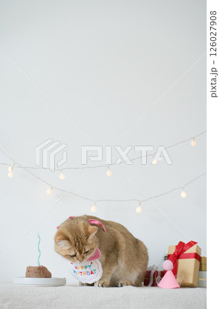 international cat day concept with gold british cat eat food on table with birthday party decoration background international cat day concept with gold british cat eat food on table with birthday party decoration background 126027908