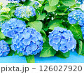 梅雨に咲くきれいな青い紫陽花 梅雨に咲くきれいな青い紫陽花 126027920