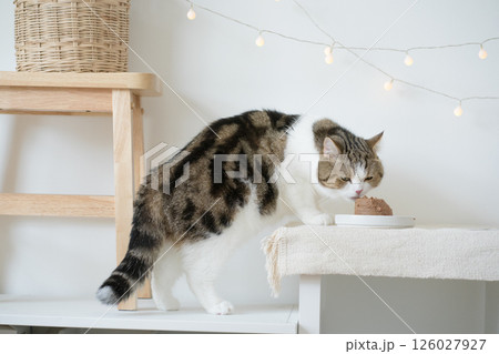 international cat day concept with scottish tabby cat eat food on table with birthday party decoration background international cat day concept with scottish tabby cat eat food on table with birthday party decoration background 126027927