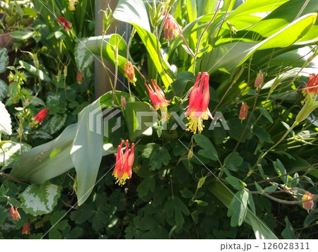 オダマキ 126028311