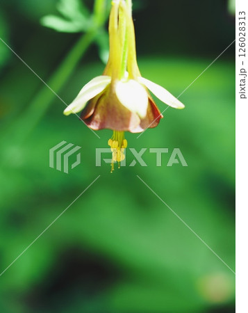 オダマキ 126028313