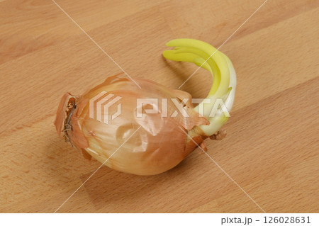 A sprouting onion A sprouting onion 126028631