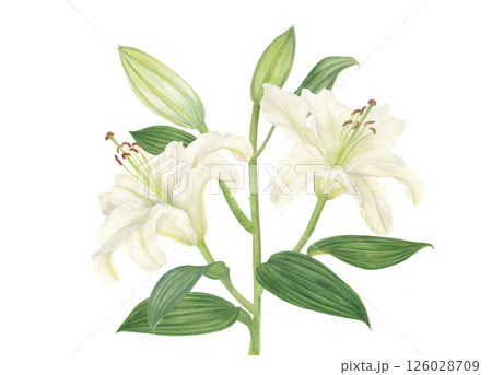水彩で描いた白いゆりの花のカットイラスト素材 水彩で描いた白いゆりの花のカットイラスト素材 126028709