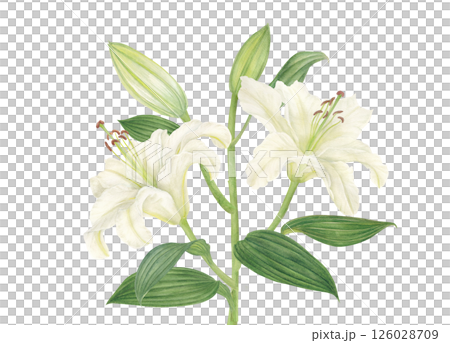 水彩で描いた白いゆりの花のカットイラスト素材 水彩で描いた白いゆりの花のカットイラスト素材 126028709