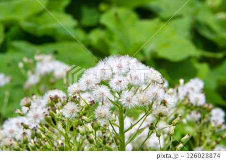 ふきのとうの綿毛 126028874