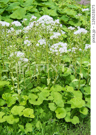 ふきのとうの綿毛 ふきのとうの綿毛 126028875