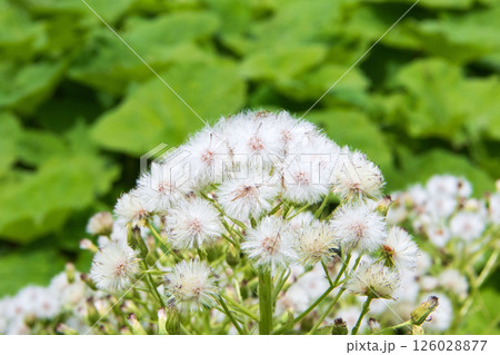 ふきのとうの綿毛 126028877