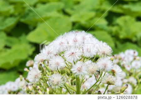 ふきのとうの綿毛 ふきのとうの綿毛 126028878