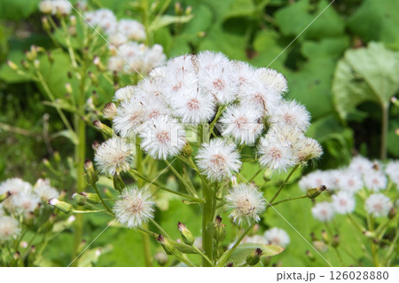 ふきのとうの綿毛 ふきのとうの綿毛 126028880