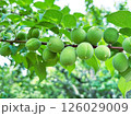 鈴なりの青梅の実 鈴なりの青梅の実 126029009