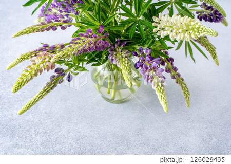 Lupine flowers. Purple and pink bud. 126029435