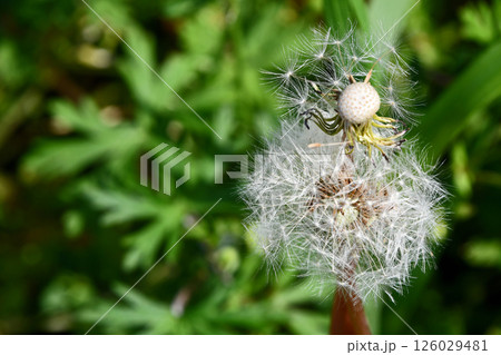 タンポポの綿毛 126029481