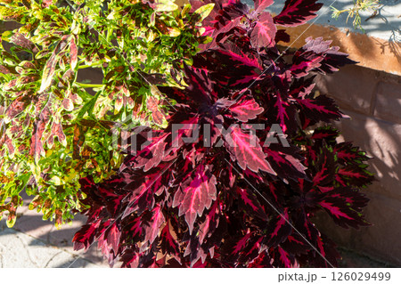 Coleus flower. Foliage background. Purple plant 126029499
