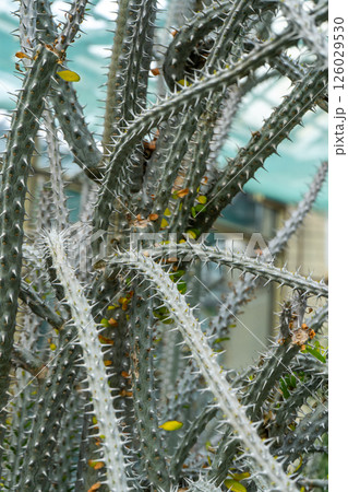 Alluaudia flower plant. Thorns and spines on the branches. 126029530