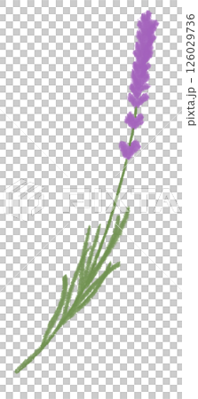 A single lavender flower painted in watercolor 126029736