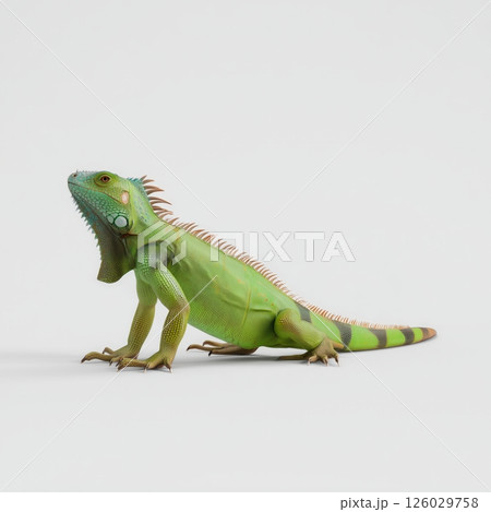 Alert Iguana on White Background 126029758