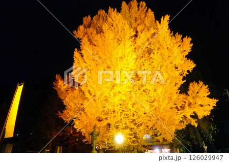 熊野大社　大銀杏　紅葉　黄葉　ライトアップ　南陽市 126029947