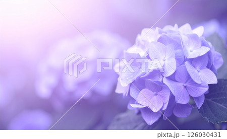 幻想的な紫の紫陽花 126030431