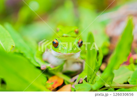 モリアオガエルの交尾 126030656
