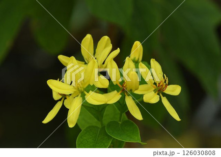 沖縄の諸島に自生する黄色の花の総状花序が綺麗なつる性植物のコウシュンカズラ 沖縄の諸島に自生する黄色の花の総状花序が綺麗なつる性植物のコウシュンカズラ 126030808