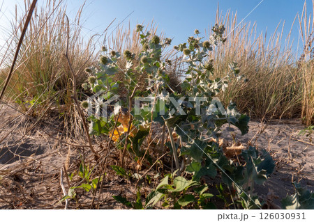 Mediterrean bush in iitaly in Venetian region 126030931