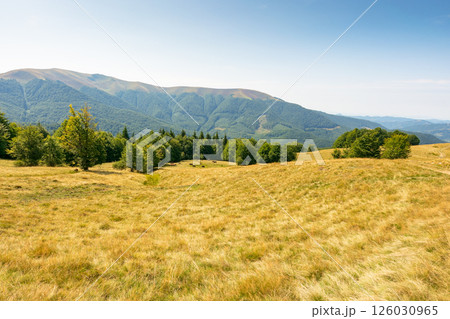 carpathian mountain landscape in late summer. beautiful nature with beech forest on the hill behind the grassy meadow beneath a blue sky. apetska mount in the distance on a sunny day carpathian mountain landscape in late summer. beautiful nature with beech forest on the hill behind the grassy meadow beneath a blue sky. apetska mount in the distance on a sunny day 126030965