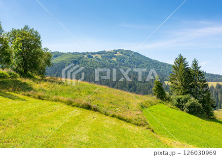 mountainous carpathian countryside scenery in summer. spruce tree on the grassy alpine hill. vacations in highlands of ukraine. valley of podobovets village mountainous carpathian countryside scenery in summer. spruce tree on the grassy alpine hill. vacations in highlands of ukraine. valley of podobovets village 126030969