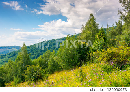 landscape with forest on the hill in summer. green grass on the mountain meadow. sunny day. lush foliage landscape with forest on the hill in summer. green grass on the mountain meadow. sunny day. lush foliage 126030978