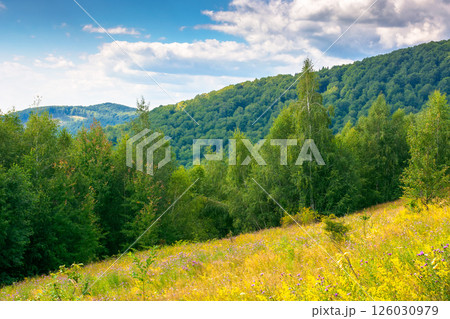 landscape with forest on the hill in summer. natural background for outdoor adventure and travel. sunny day. picturesque carpathian woods 126030979