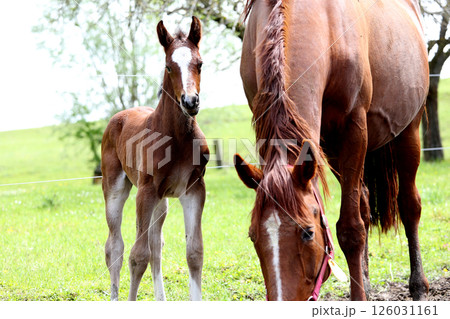 horses in a farm, souvigny, allier 126031161