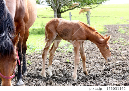 horses in a farm, souvigny, allier 126031162