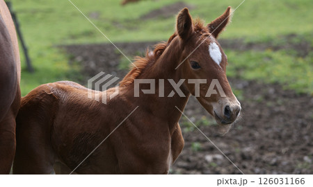 horses in a farm, souvigny, allier 126031166