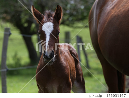 horses in a farm, souvigny, allier 126031167
