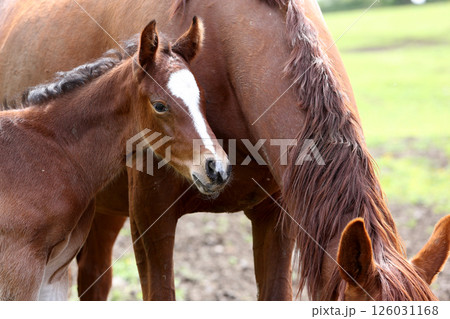 horses in a farm, souvigny, allier 126031168