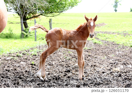 horses in a farm, souvigny, allier 126031170