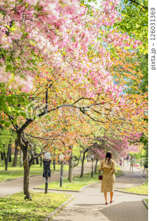 Woman walks under cherry blossoms in sunny spring park surrounded by vibrant colors. Scenic cherry blossom alley with pink flowers, path between blooming spring trees. Concept of natural harmony Woman walks under cherry blossoms in sunny spring park surrounded by vibrant colors. Scenic cherry blossom alley with pink flowers, path between blooming spring trees. Concept of natural harmony 126031369