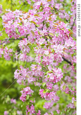 Vibrant pink flowers bloom abundantly on tree branches, stunning display of color on backdrop of rich green foliage, arrival of spring concept. Vertical natural spring background 126031418