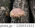 椎茸 126031422