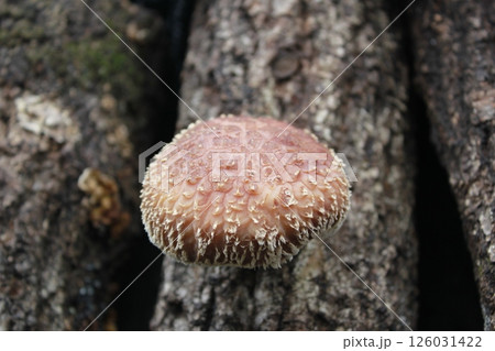 椎茸 126031422