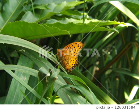 葉の上でメスを待つオスのツマグロヒョウモン 126031594