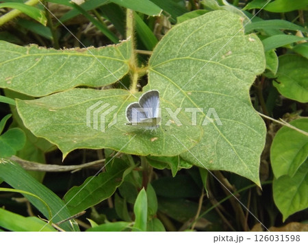 葉の上に止まるヤマトシジミ 葉の上に止まるヤマトシジミ 126031598