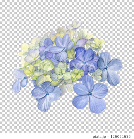 Watercolor of blue hydrangea. Hand-painted head flower on a white background. Good for postcards, invitations, greeting cards Watercolor of blue hydrangea. Hand-painted head flower on a white background. Good for postcards, invitations, greeting cards 126031656