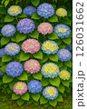 色んな色合いの紫陽花 126031662