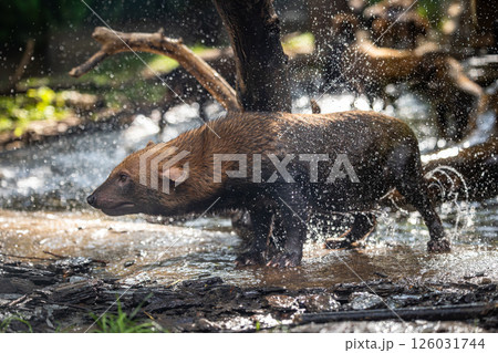 Bush dog (Speothos venaticus) in nature. Bush dog (Speothos venaticus) in nature. 126031744