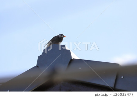 春の朝に屋根の上で遠くを見つめるムクドリの様子 春の朝に屋根の上で遠くを見つめるムクドリの様子 126032477
