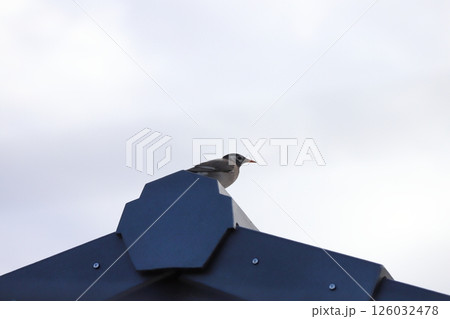 春の朝に屋根の上で遠くを見つめるムクドリの様子 春の朝に屋根の上で遠くを見つめるムクドリの様子 126032478