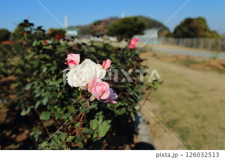荒尾市　おもやい市民花壇　バラの花、 126032513