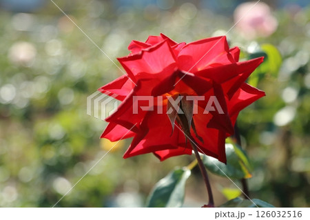 荒尾市 おもやい市民花壇 バラの花、 荒尾市 おもやい市民花壇 バラの花、 126032516