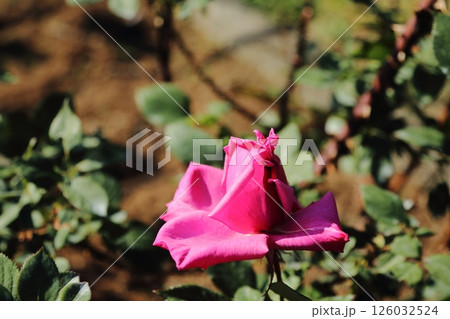 荒尾市　おもやい市民花壇　バラの花、 126032524