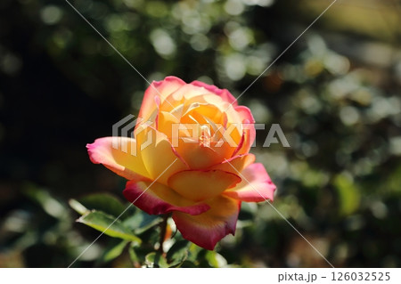 荒尾市　おもやい市民花壇　バラの花、 126032525